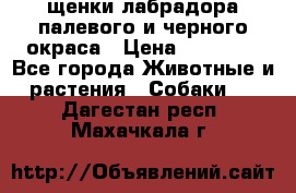 щенки лабрадора палевого и черного окраса › Цена ­ 30 000 - Все города Животные и растения » Собаки   . Дагестан респ.,Махачкала г.